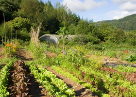 Organic Garden 1