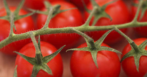 Home Grown Tomatoes Banner