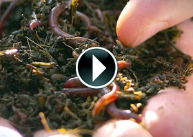 Worms thumbnail