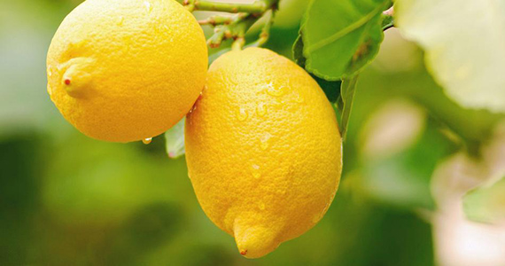 lemon banner