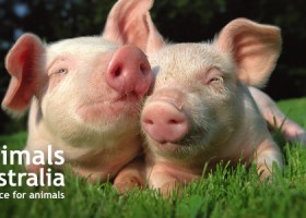 AnimalsAustralia_FoodWise Banner (1)