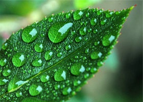 leaf feature image
